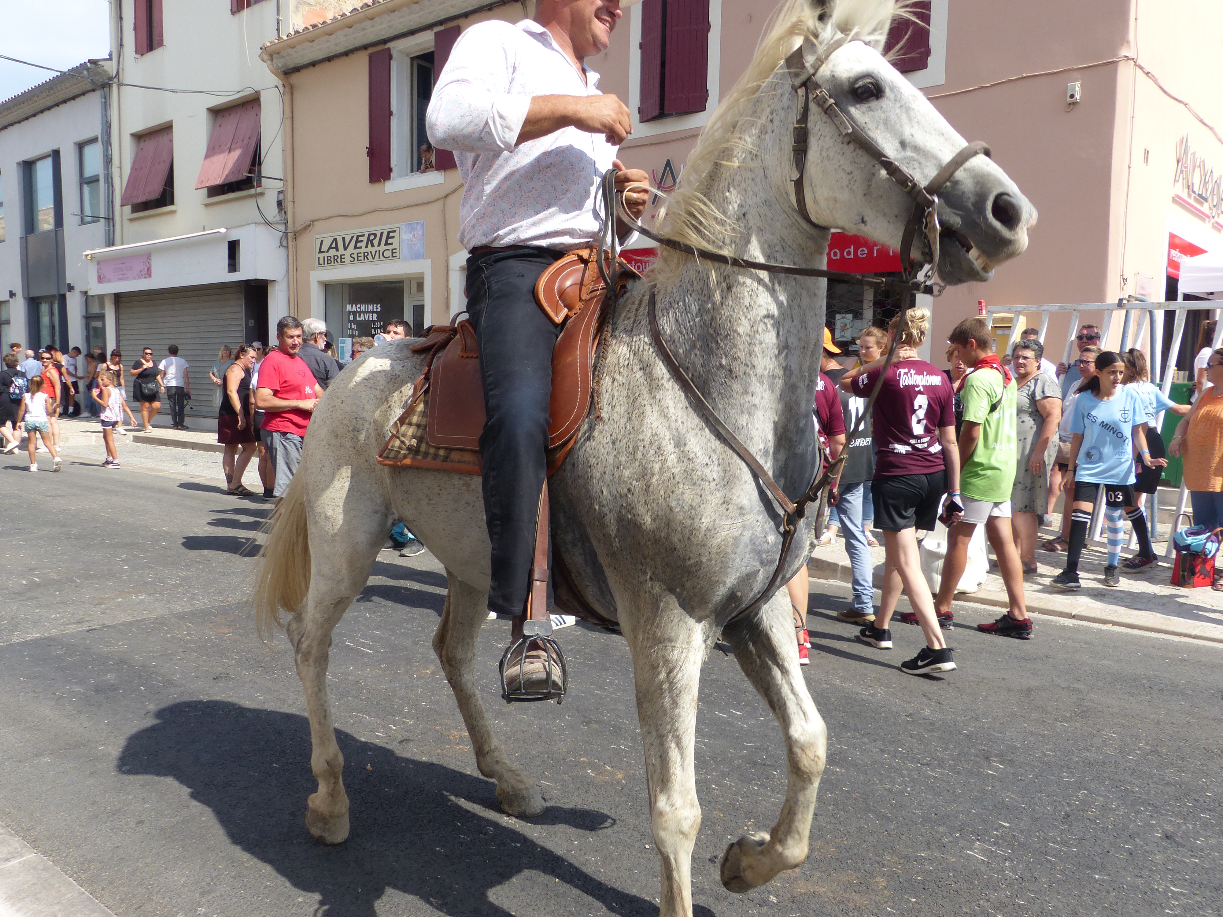 Chevaux blancs de Camargue : symbole de liberté