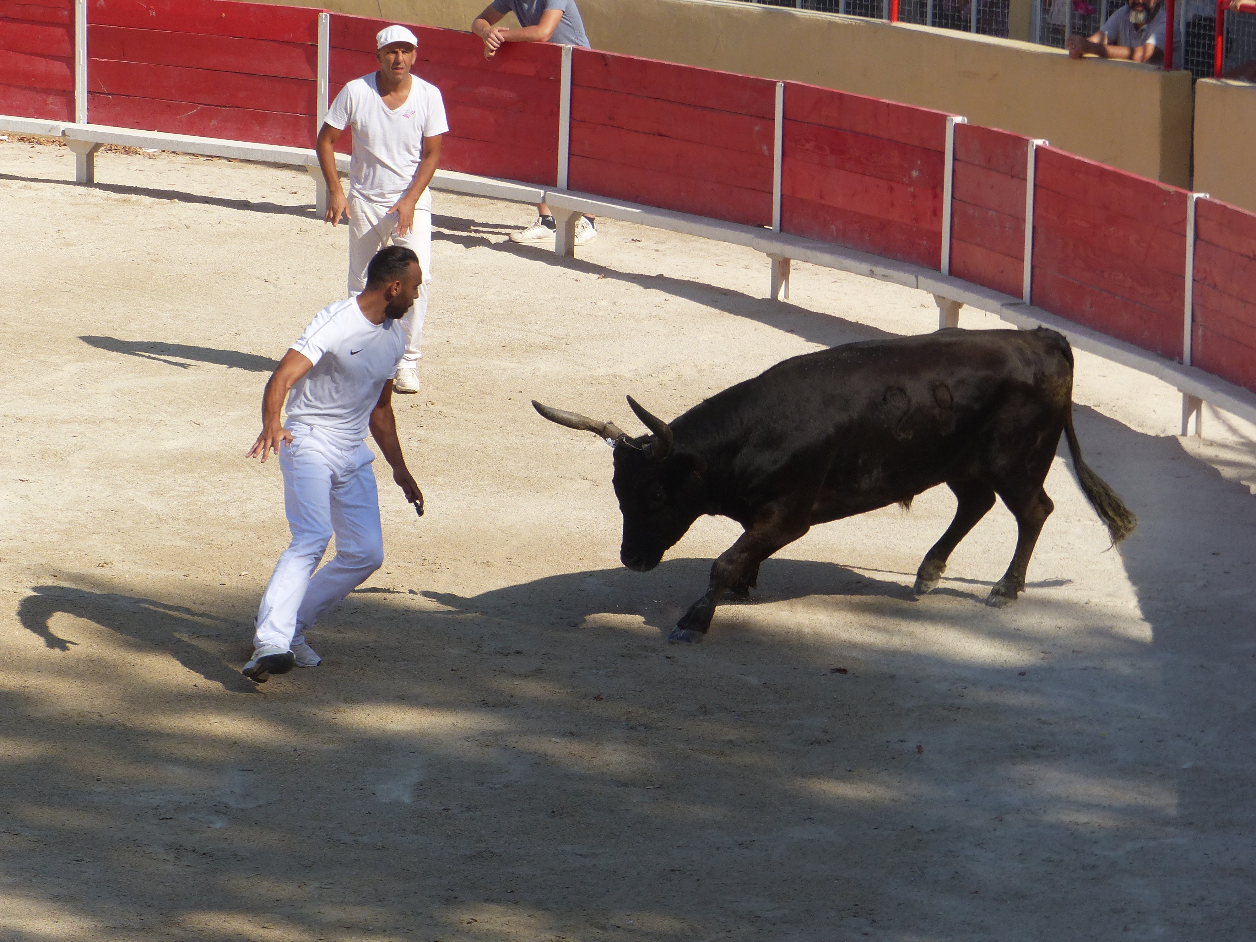La course camarguaise : un sport extrême sans mise à mort où le taureau est roi