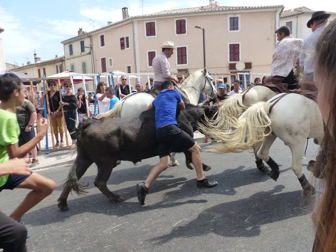 Abrivado et bandido : plongée au cœur des spectacles taurins à la française