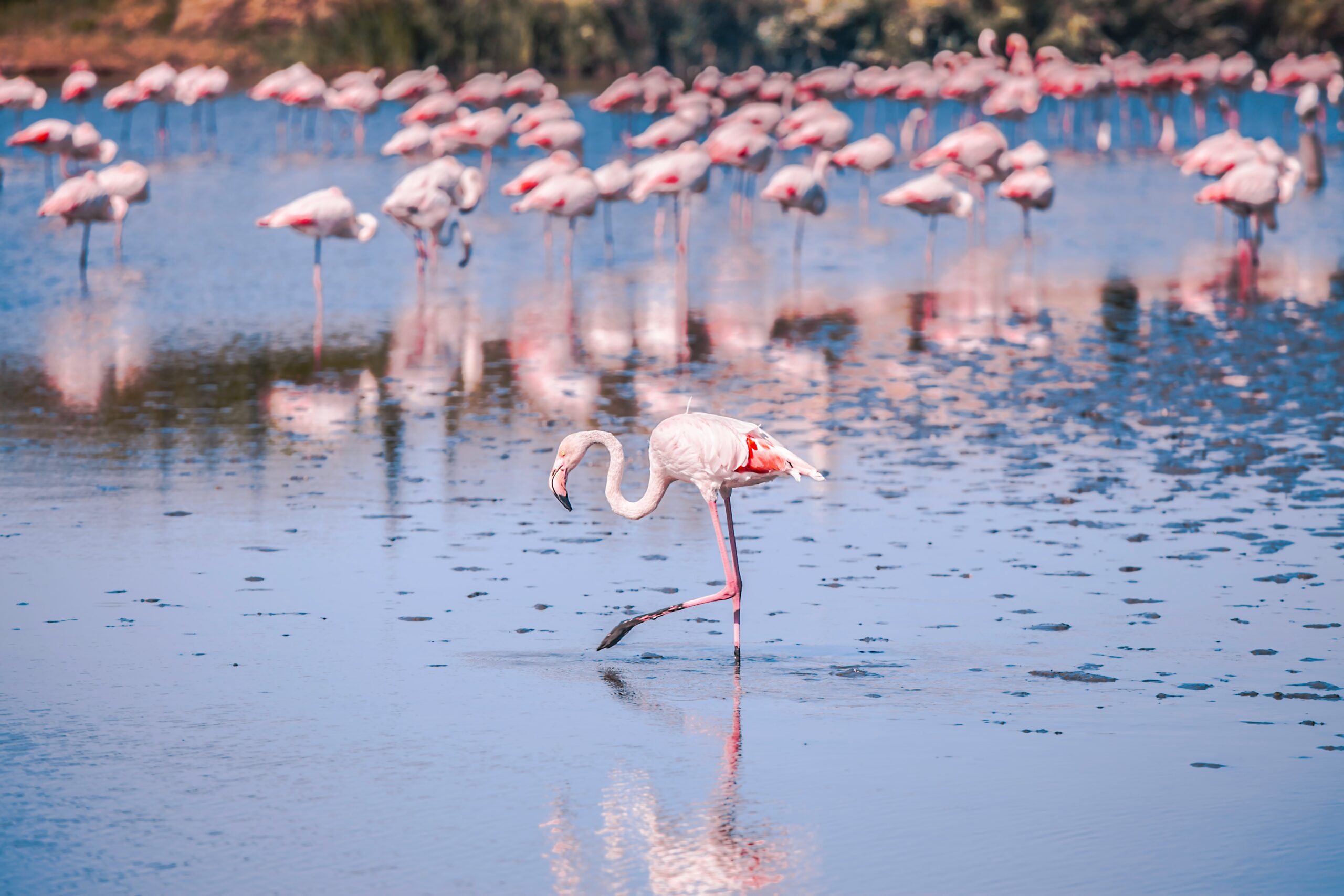 Flamant rose marchant dans un lagon peu profond, avec de nombreux autres flamants flous en arrière-plan.