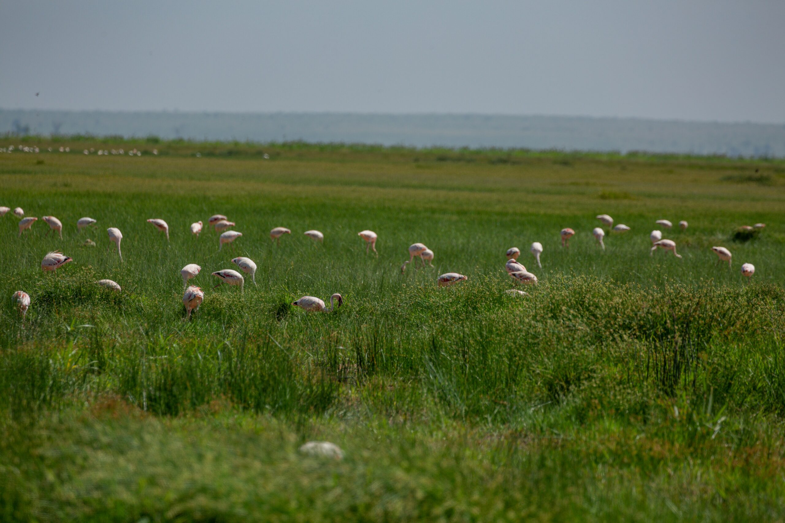 Colonie de flamants roses en Camargue, nichant sur un site protégé menacé par des activités humaines.